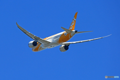  「晴れ」 scoot 787-8 9V-OFJ 飛ぶ