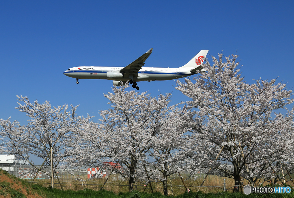 「良い空～」　桜とChina A330-300 着陸します