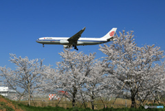 「良い空～」　桜とChina A330-300 着陸します