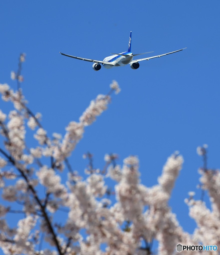 「青が大好き」 ANA Sakura 787 離陸