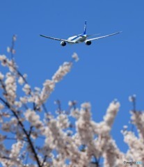 「青が大好き」 ANA Sakura 787 離陸