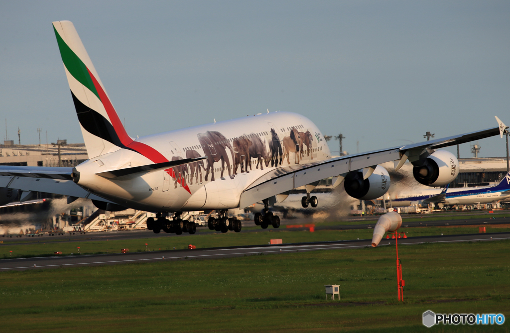 「青が好き」 エミレーツ動物愛護機 A380 着陸します