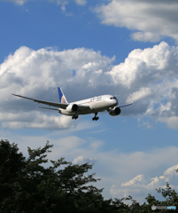「Blue」 UNITED 787-8   Landing 