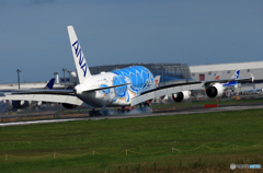 「青」 A380-841 Flying Honu JA381A 着陸です