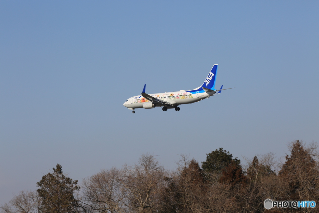 [青い空]東北フラワージェット737-881 着陸します