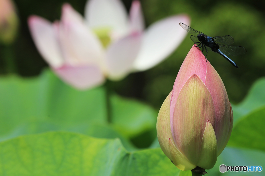 「晴れの日」花 の 蕾 を 見 る 