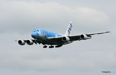 「くもり」 Flying Honu A380-841  Landing
