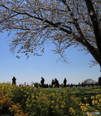 「青が大好き」 飛行機とさくら Takeoff 空港・風景