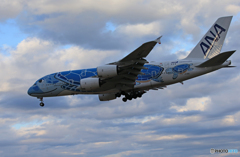 「群青」Flying Honu A380-841 Landing