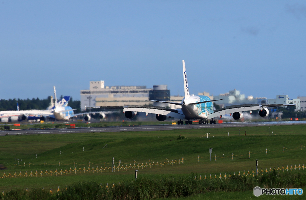 「青色が好き」 Flying Honu  A380-841 お尻もいいよー？