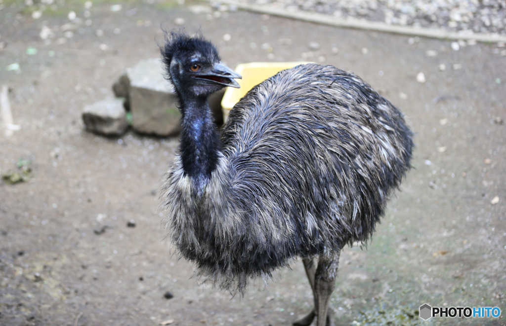 「そらー」飛ばない鳥のエミューなので、駝鳥では無いと思います