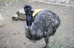 「そらー」飛ばない鳥のエミューなので、駝鳥では無いと思います