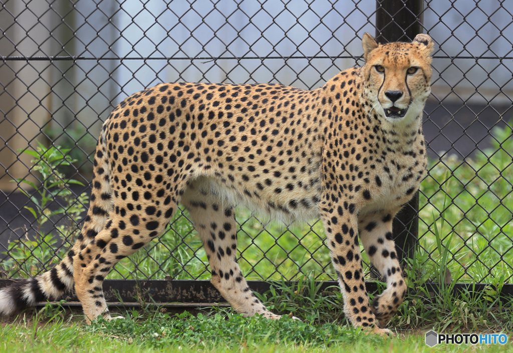 「クール」ニャンにゃんの日の大きな猫ですが！