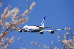 「そらー」 NCA 「桜とジャンボ 」747-8KZF 飛ぶ　