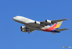 「青が大好き」 Asiana A380-841 HL7626 Takeoff