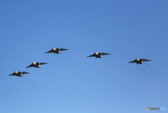 ☮休憩ﾀｲﾑ(554)  ブルー ＆ C-1 編隊