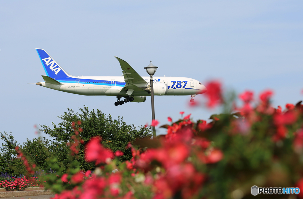 「はれー」 ANA 787-8 JA820A 到着