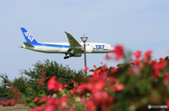 「はれー」 ANA 787-8 JA820A 到着