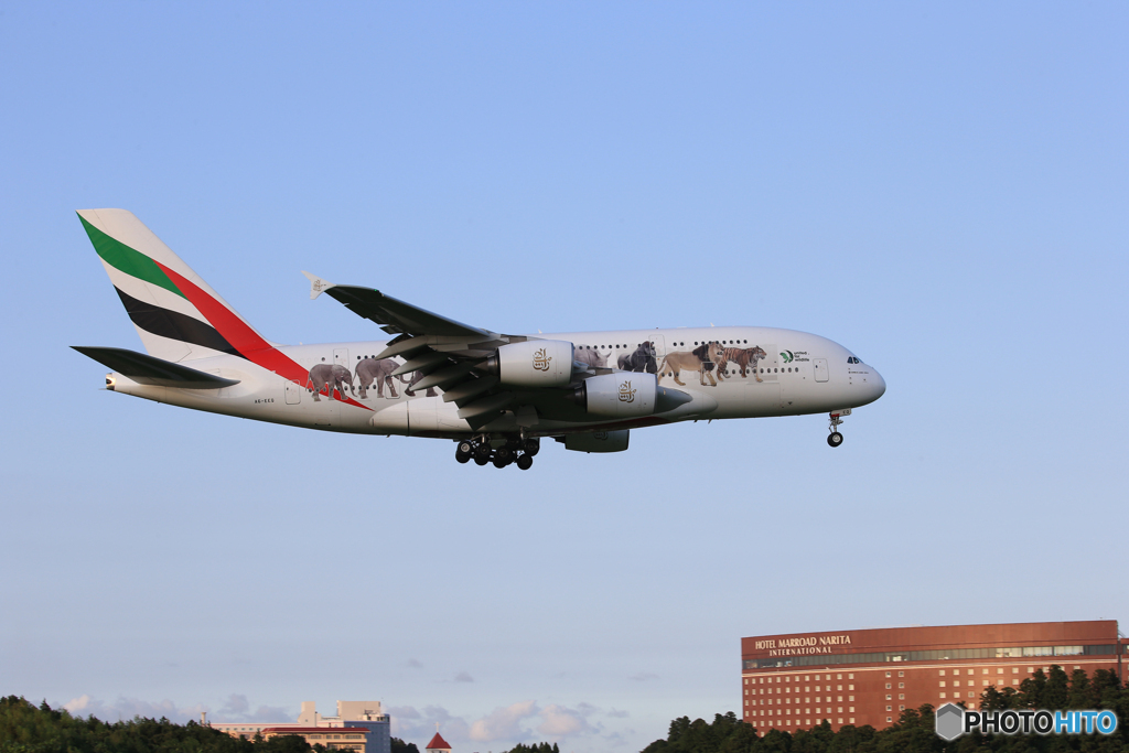  「晴れ」エミレーツ特別動物愛護機 A380 通過