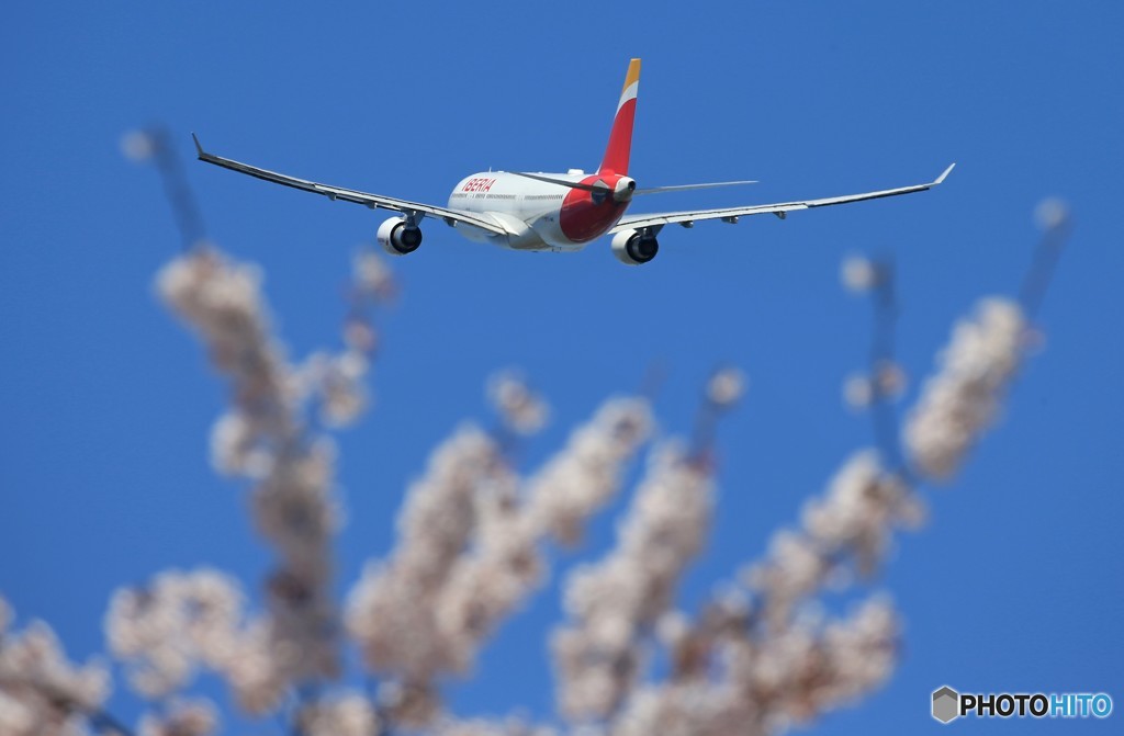 「スカイ」 イベリア航空　桜とA330 飛ぶ
