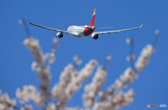 「スカイ」 イベリア航空　桜とA330 飛ぶ