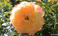 「cool」薔薇のかほり