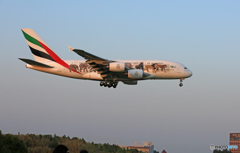 「青色が好き」 エミレーツ動物愛護機A380-861Landing