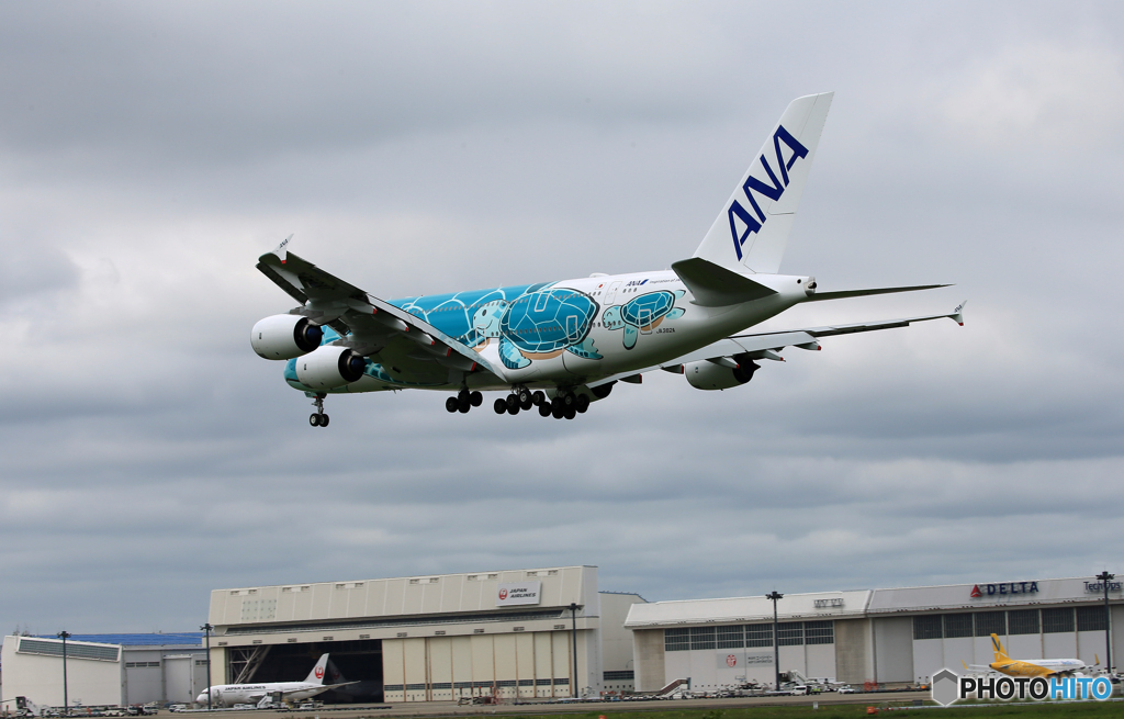 「くもり」ANA A380-841 JA382A  Landing
