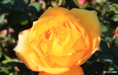 「cool」薔薇の刺青