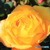 「cool」薔薇の刺青