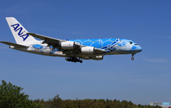 「平成」-「令和」 A380-841「Flying Honu」JA381A