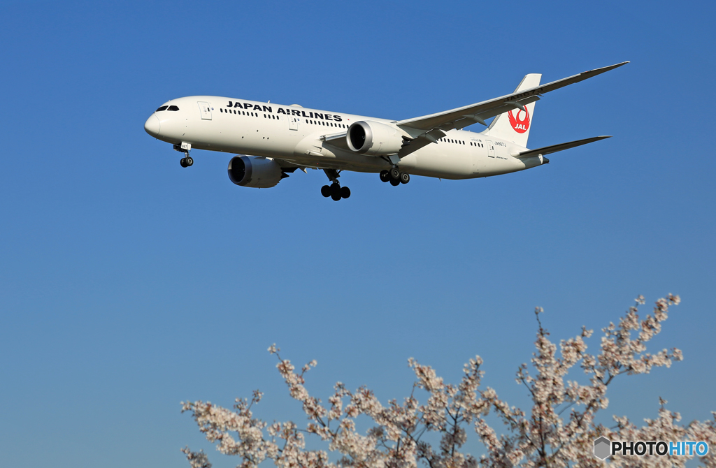 [青い空] +桜 JAL 787-9 JA867J Landing