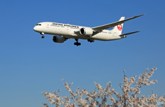 [青い空] +桜 JAL 787-9 JA867J Landing