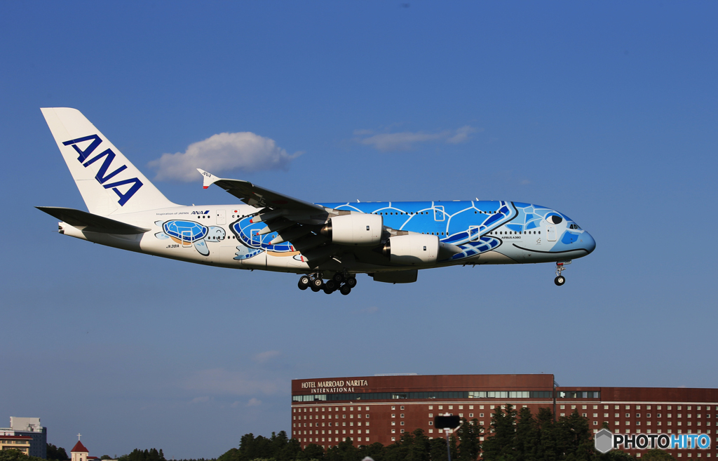 「クール」遊覧飛行から戻って来た・ Flying Honu