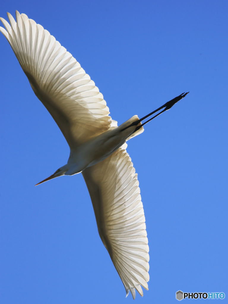 「蒼空」ダイサギ さんが　飛んだ！