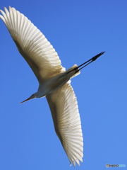 「蒼空」ダイサギ さんが　飛んだ！