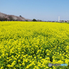「青い空」菜の花・桜が霞む