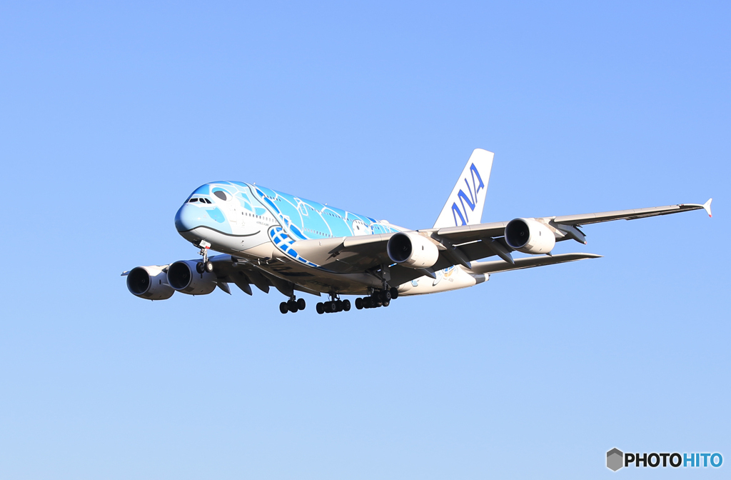 「群青」ANA A380-841 JA381A   Landing