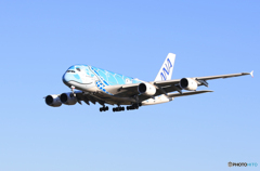 「群青」ANA A380-841 JA381A   Landing