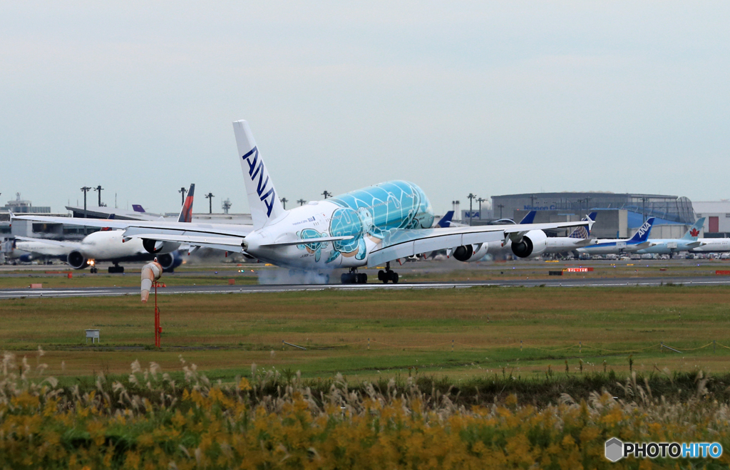 「晴れ」 Flying Honu A380 JA382A  Landing