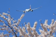 「空色」セイロン紅茶の国・テロリスト残念です‼