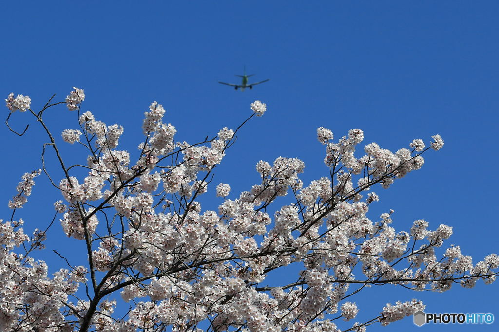 ☀「青い空」が一番 さくらの上を☮通過しました☮
