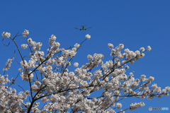☀「青い空」が一番 さくらの上を☮通過しました☮
