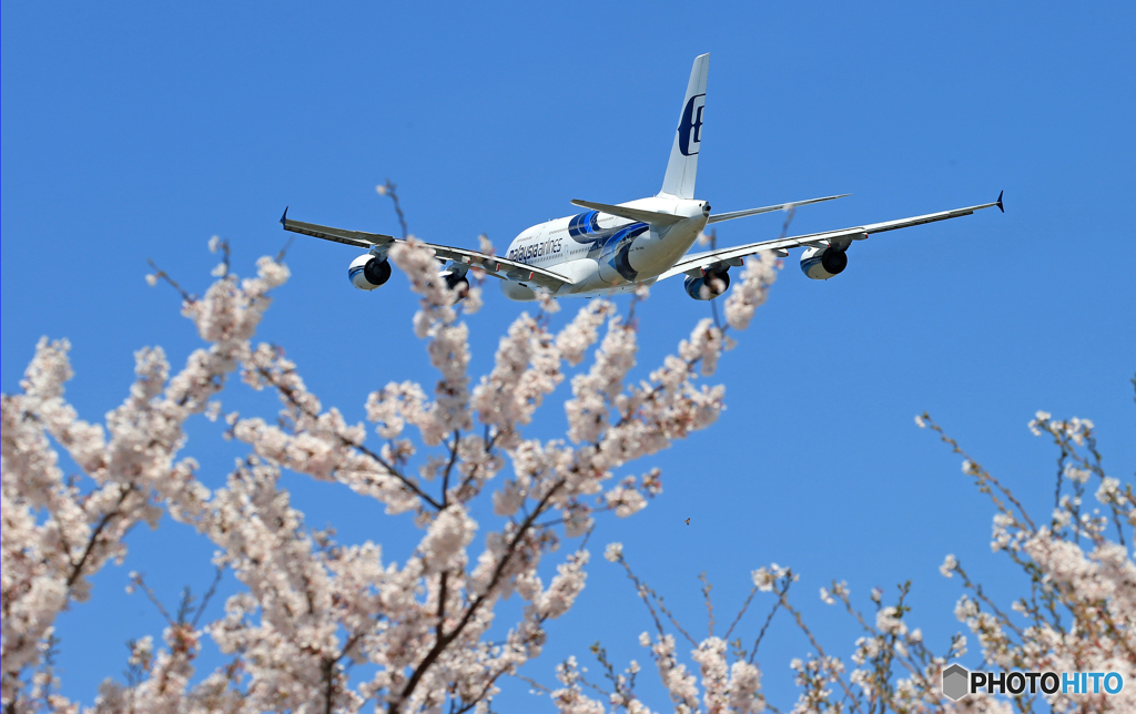「青」 ✈さ く ら の 山 は ・満 開 で し た !  ✈