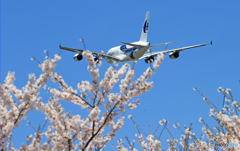 「青」 ✈さ く ら の 山 は ・満 開 で し た !  ✈