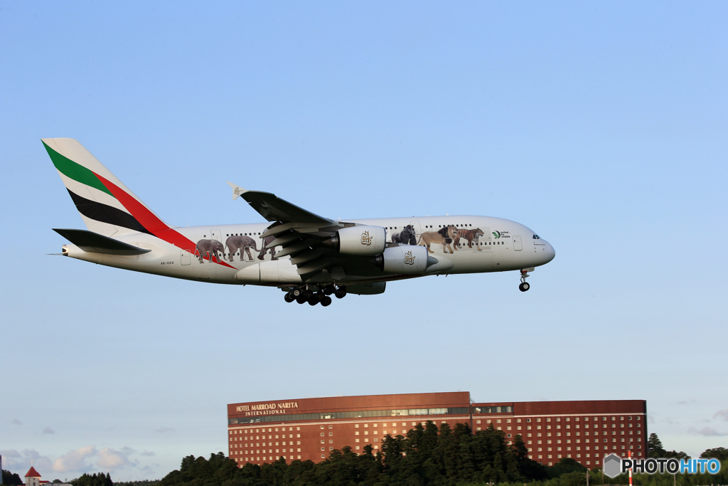 「青が好き」エミレーツ動物愛護機A380-861 Landing