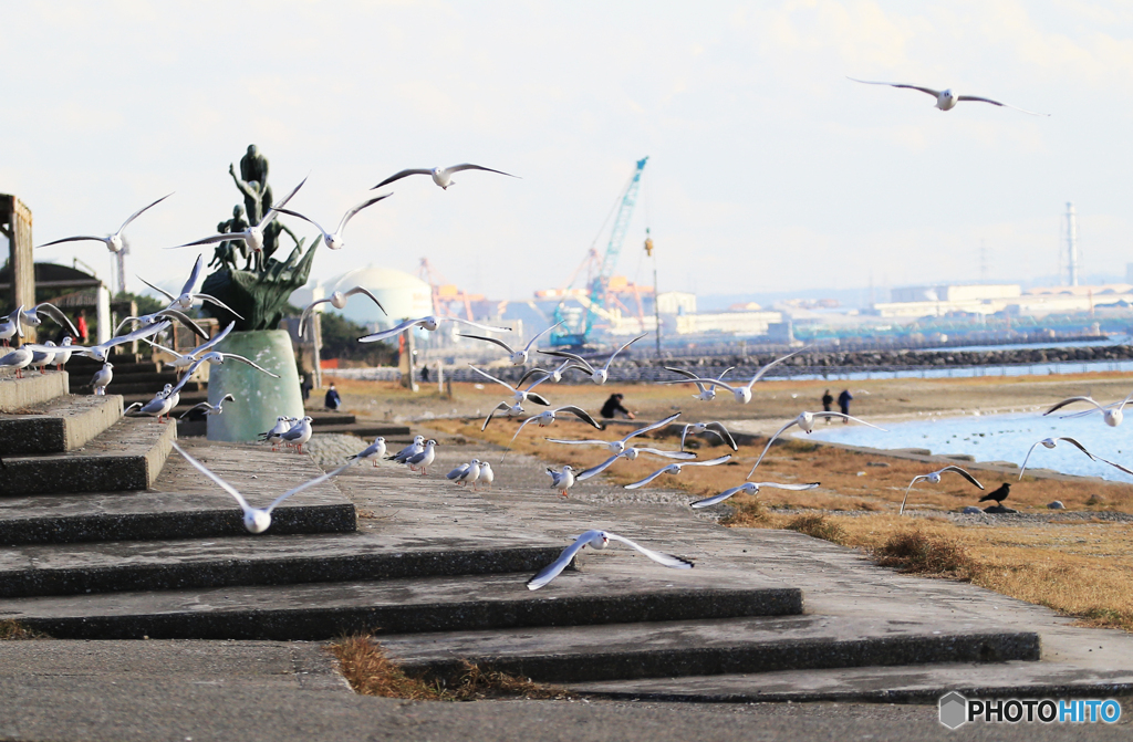 「群青」浜　辺　の　鳥・ウミネコ