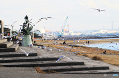 「群青」浜　辺　の　鳥・ウミネコ
