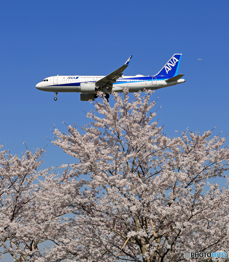 「蒼空」☮ひこうきの丘 と さくら☮