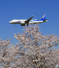 「蒼空」☮ひこうきの丘 と さくら☮